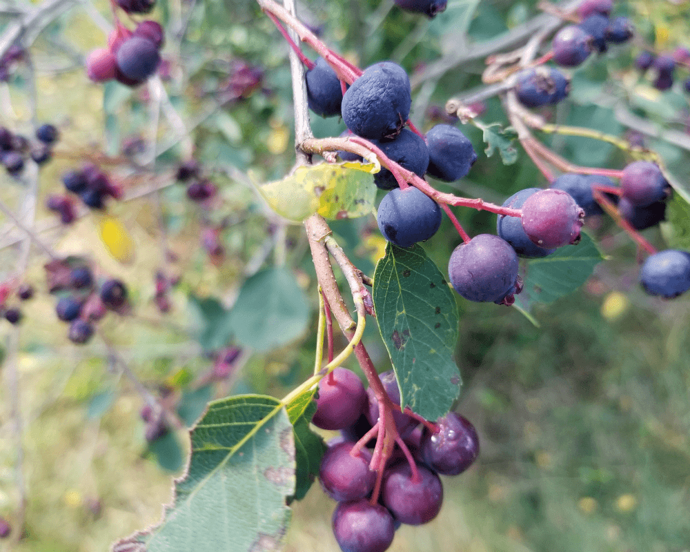 Rowen Farms Saskatoon Berries