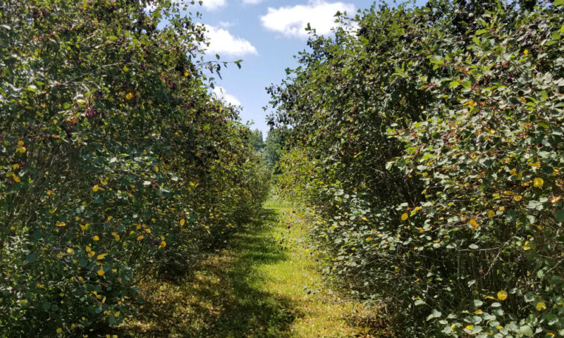 Rowen Farms Saskatoon Berries - Travel, Shop, Cook, Have Fun!