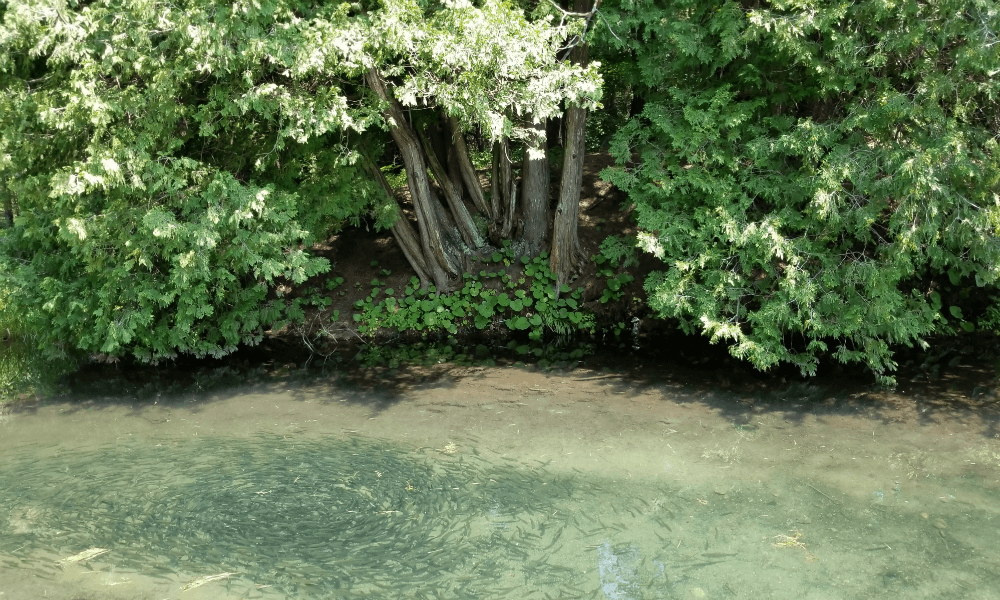 Linwood Acres Trout Farm