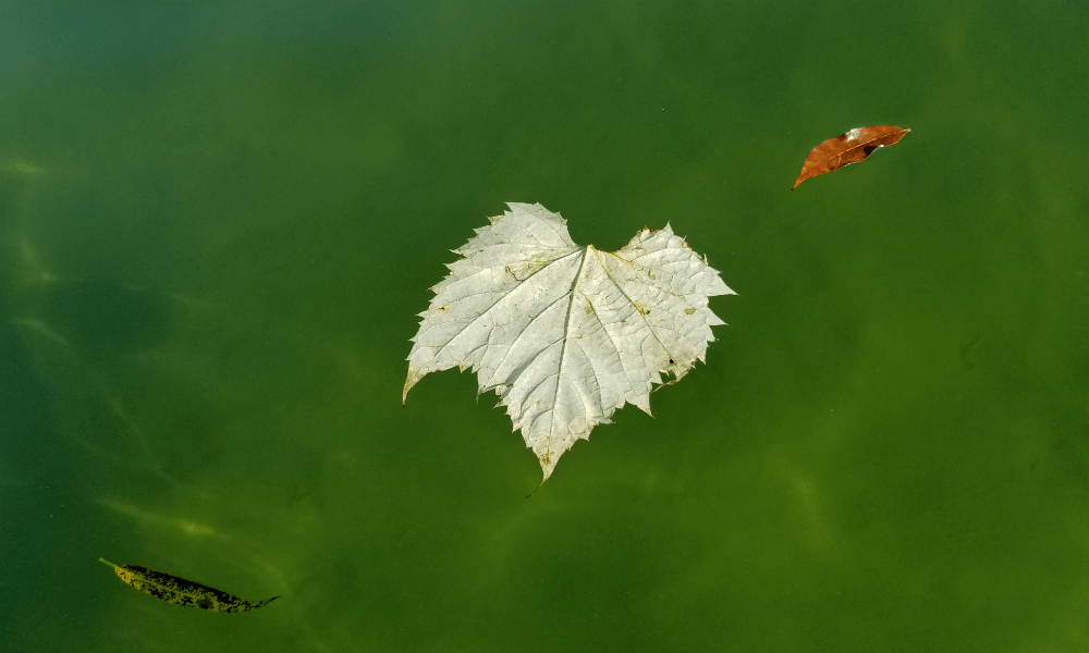 Goodbye, Summer!