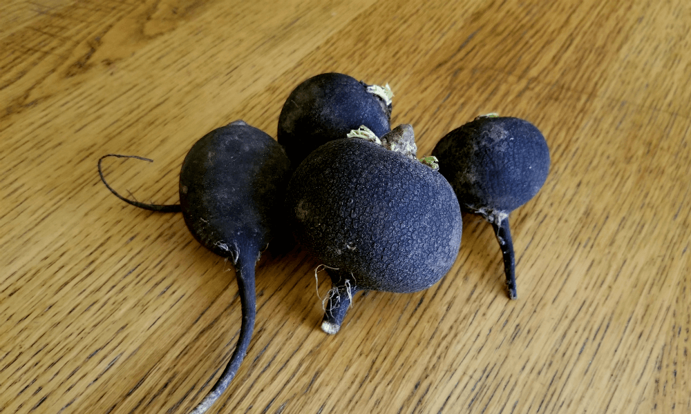 Black Radish