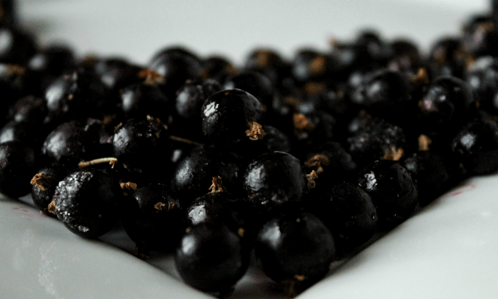 In Search of Black Currant – Forbidden American Fruit